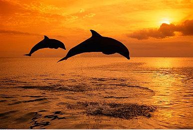 《战地2042》更新后鼠标问题解决办法 圣诞皮肤一览